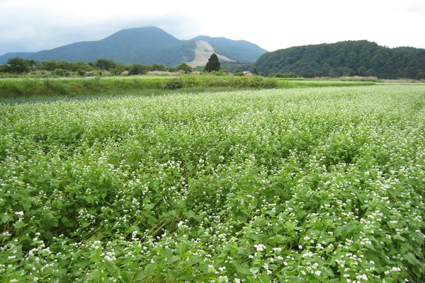 赤倉温泉の風景　蕎麦の花