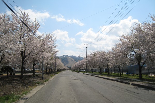 赤倉温泉の風景　桜並木