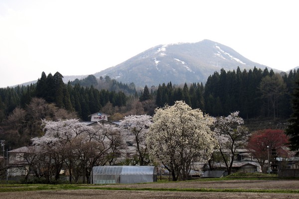 一区から見た桜と大森山