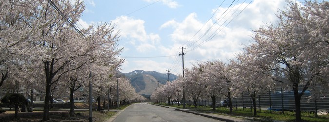 赤倉温泉への道 桜並木 交通アクセス 道路地図